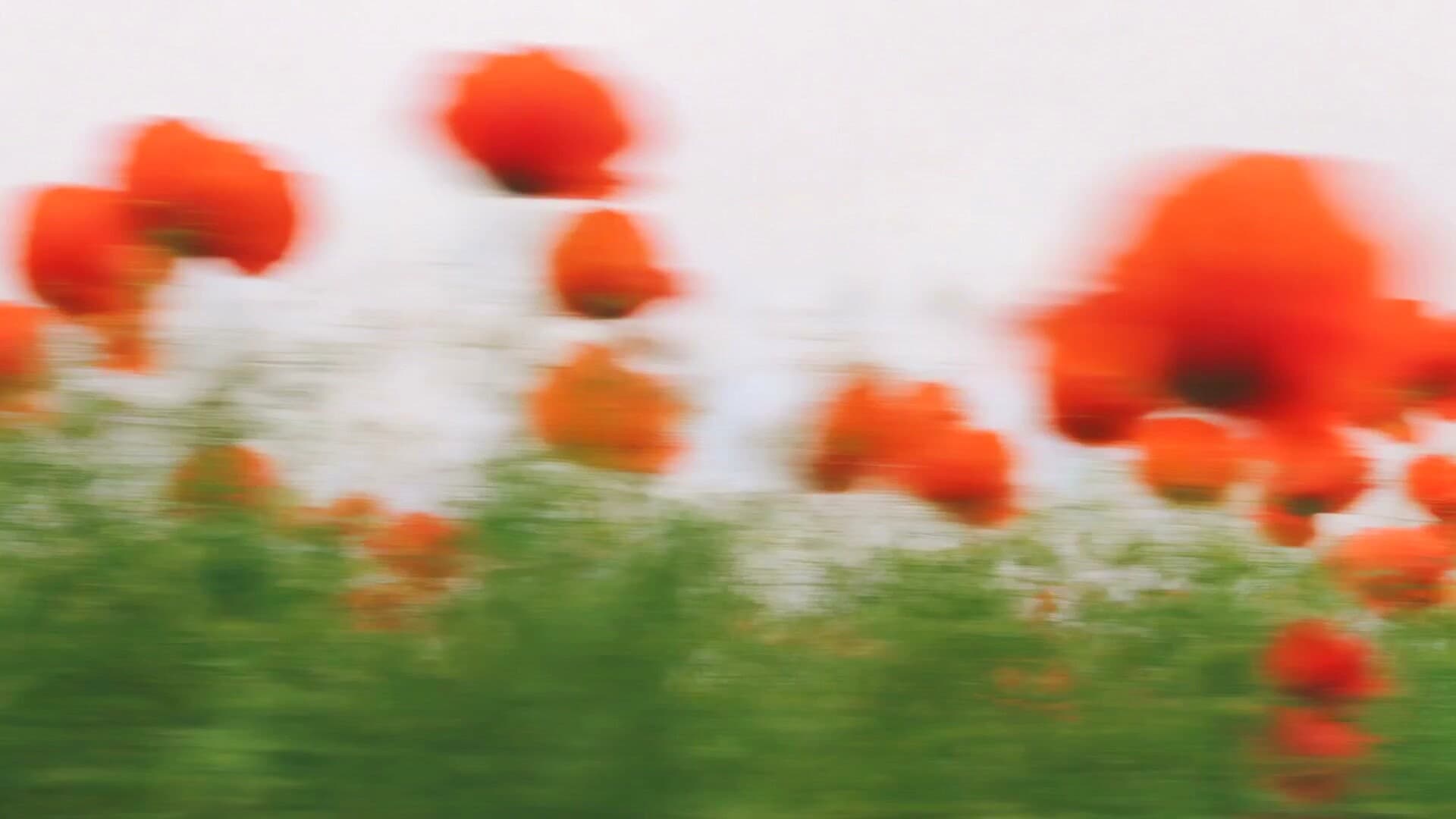 Soft, blurred red poppies.